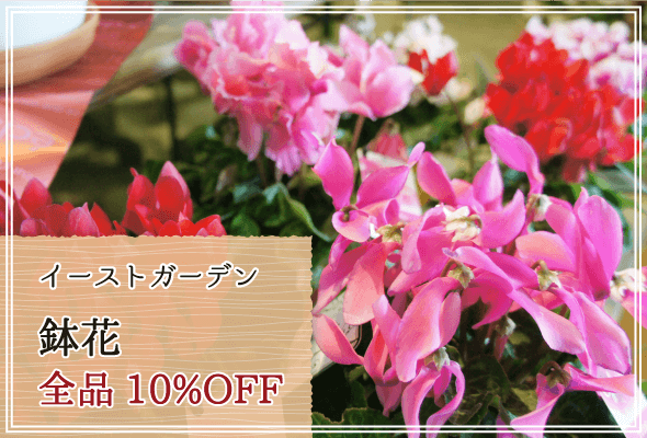 イーストガーデン 週末限定鉢花10%OFF