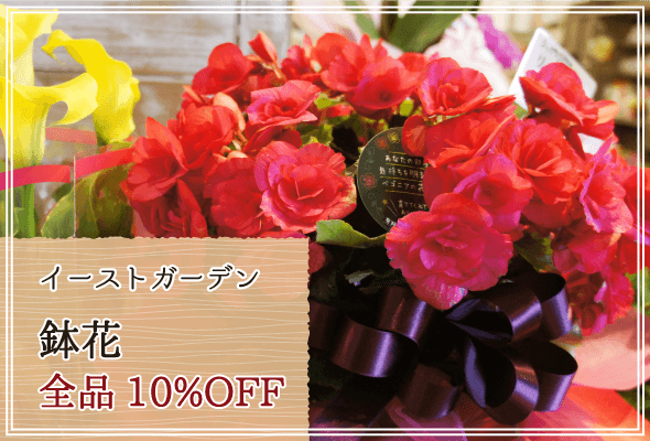 イーストガーデン 週末限定鉢花10%OFF