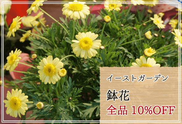 イーストガーデン 週末限定鉢花10%OFF