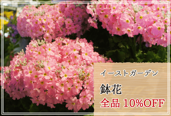 イーストガーデン 週末限定鉢花10%OFF