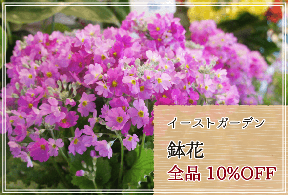 イーストガーデン 週末限定鉢花10%OFF