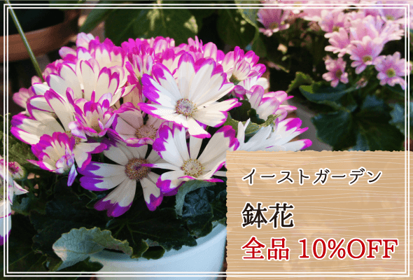 イーストガーデン 週末限定鉢花10%OFF