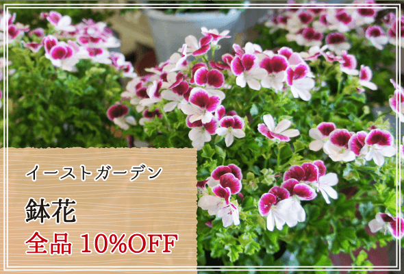 イーストガーデン 週末限定鉢花10%OFF