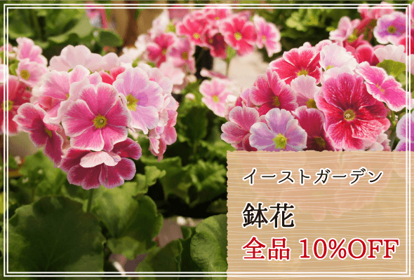 イーストガーデン 週末限定鉢花10%OFF