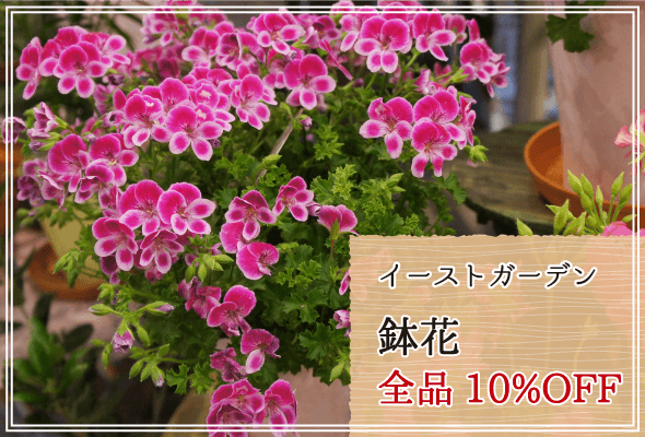 イーストガーデン 週末限定鉢花10%OFF