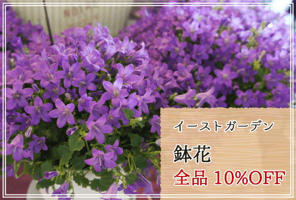イーストガーデン 週末限定鉢花10%OFF
