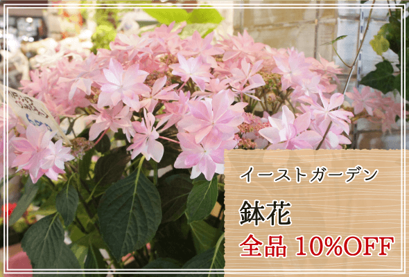 イーストガーデン 週末限定鉢花10%OFF