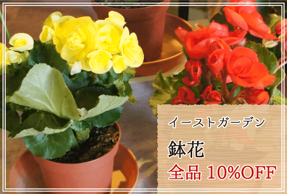 イーストガーデン 週末限定鉢花10%OFF