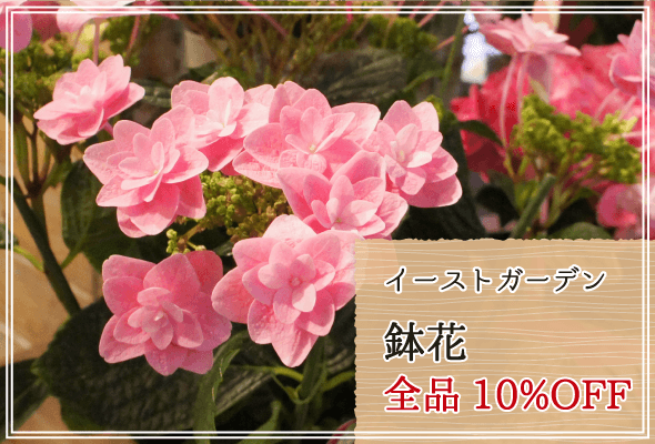 イーストガーデン 鉢花10%OFF