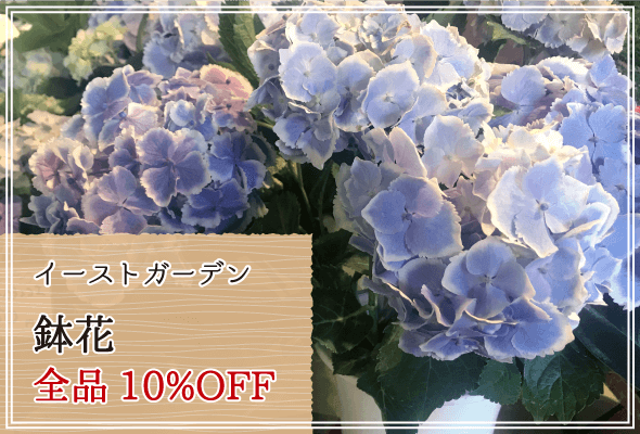 イーストガーデン 週末限定鉢花10%OFF