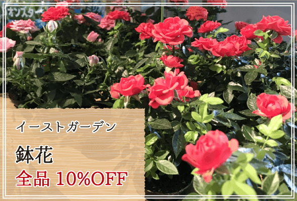 イーストガーデン 週末限定鉢花10%OFF