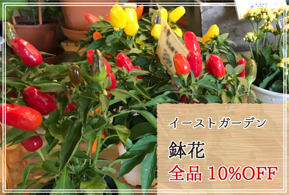 イーストガーデン 週末限定鉢花10%OFF