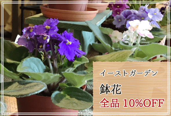 イーストガーデン 週末限定鉢花10%OFF