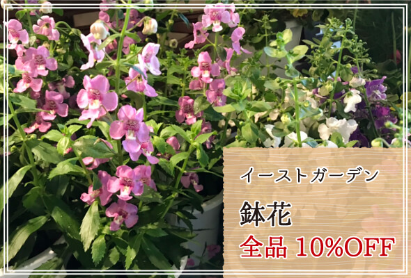 イーストガーデン 週末限定鉢花10%OFF