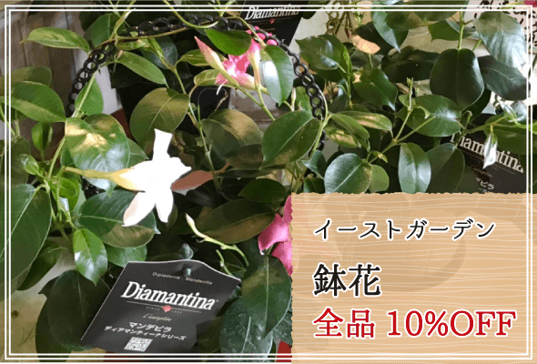 イーストガーデン 週末限定鉢花10%OFF