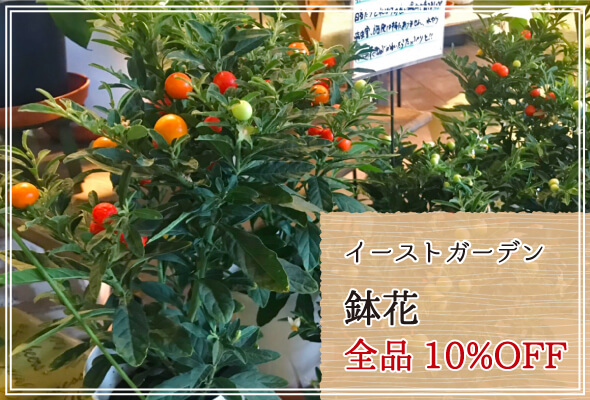 イーストガーデン 週末限定鉢花10%OFF