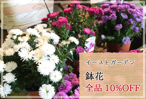 イーストガーデン 週末限定鉢花10%OFF