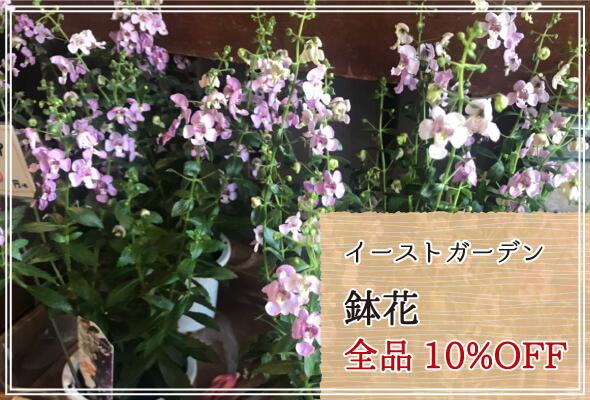 イーストガーデン 週末限定鉢花10%OFF
