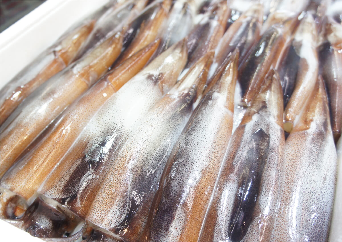 青森県産 真イカ