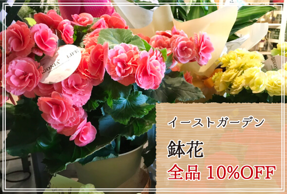 イーストガーデン 週末限定鉢花10%OFF