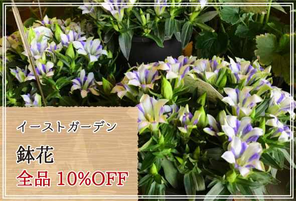 イーストガーデン 週末限定鉢花10%OFF