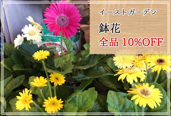 イーストガーデン 週末限定鉢花10%OFF