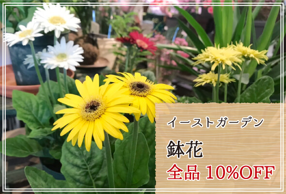 イーストガーデン 週末限定鉢花10%OFF