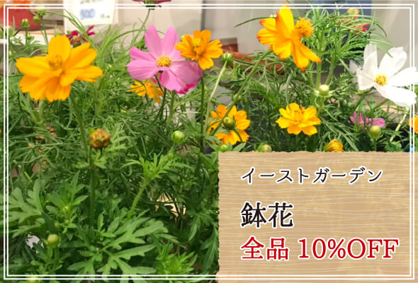 イーストガーデン 週末限定鉢花10%OFF