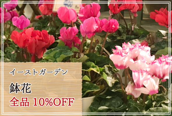 イーストガーデン 週末限定鉢花10%OFF