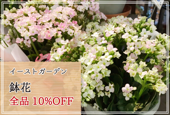 イーストガーデン 週末限定鉢花10%OFF