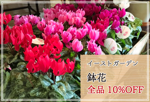 イーストガーデン 週末限定鉢花10%OFF
