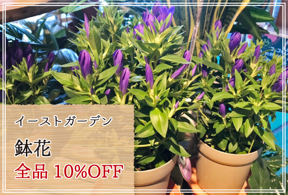 イーストガーデン 週末限定鉢花10%OFF