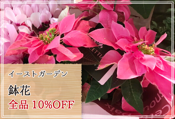 イーストガーデン 週末限定鉢花10%OFF