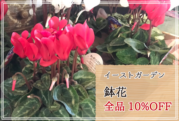 イーストガーデン 週末限定鉢花10%OFF