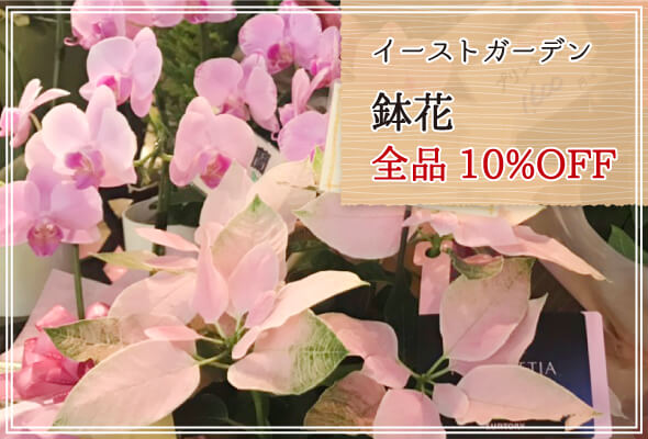 イーストガーデン 週末限定鉢花10%OFF