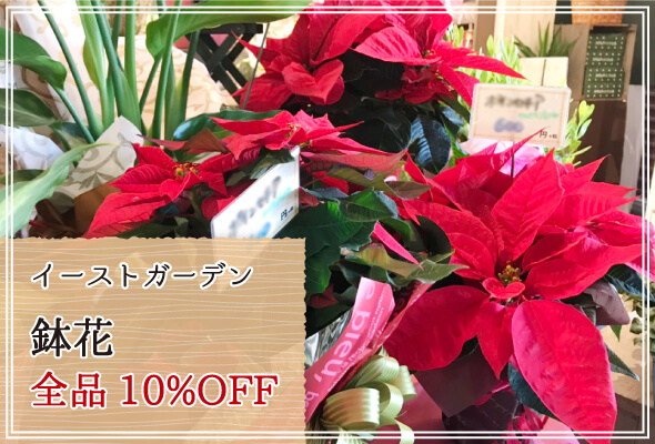 イーストガーデン 週末限定鉢花10%OFF