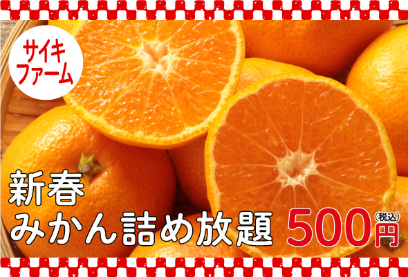 サイキファーム みかん詰め放題 1回500円