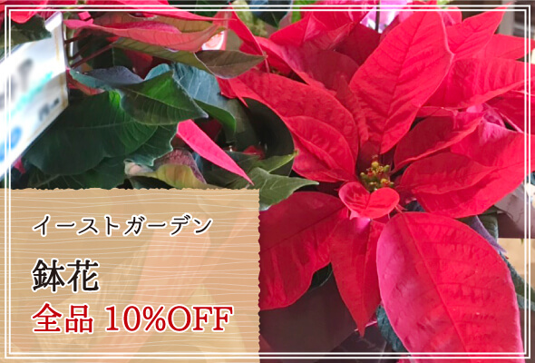 イーストガーデン 週末限定鉢花10%OFF