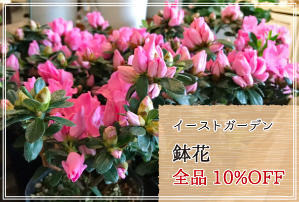 イーストガーデン 週末限定鉢花10%OFF