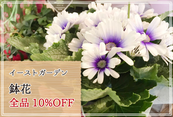 イーストガーデン 週末限定鉢花10%OFF