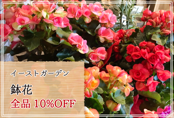 イーストガーデン 週末限定鉢花10%OFF