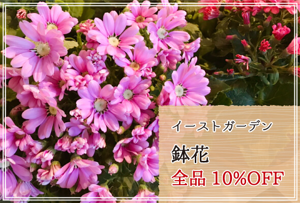 イーストガーデン 週末限定鉢花10%OFF
