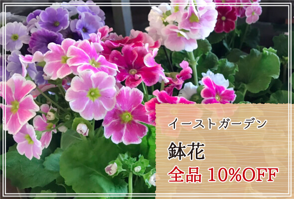 イーストガーデン 週末限定鉢花10%OFF