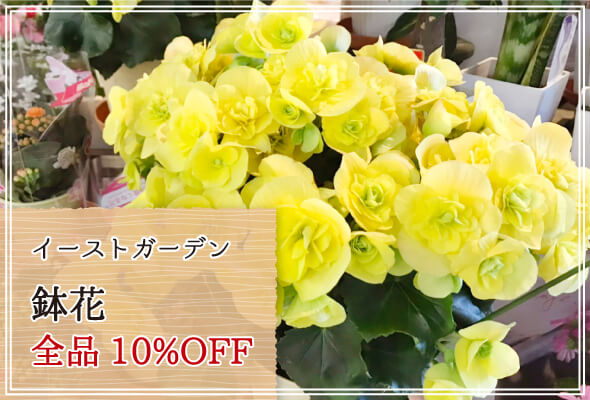 イーストガーデン 週末限定鉢花10%OFF