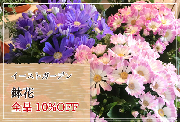 イーストガーデン 週末限定鉢花10%OFF