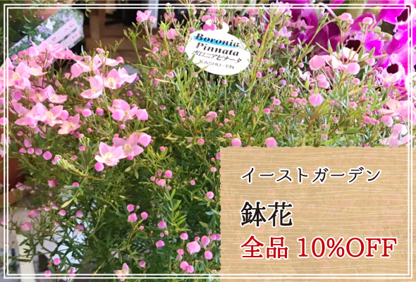 イーストガーデン 週末限定鉢花10%OFF