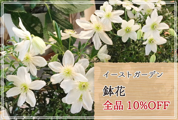 イーストガーデン 週末限定鉢花10%OFF