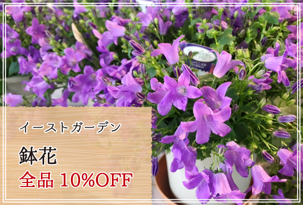 イーストガーデン 週末限定鉢花10%OFF