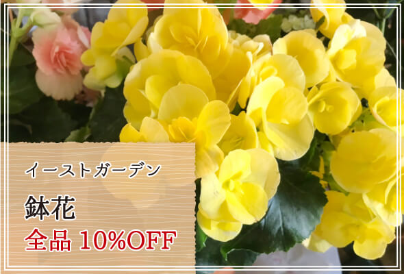 イーストガーデン 週末限定鉢花10%OFF