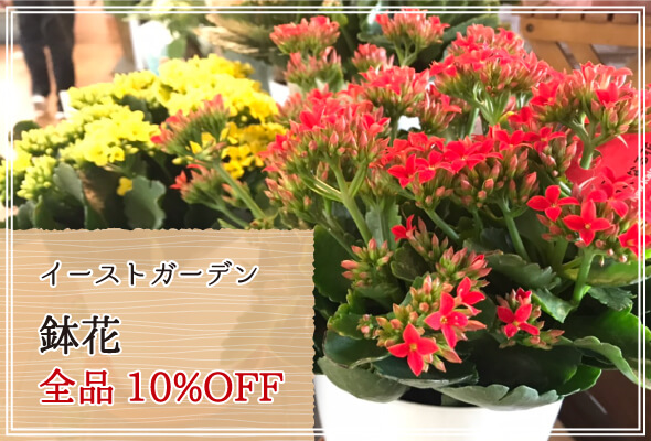 イーストガーデン 週末限定鉢花10%OFF